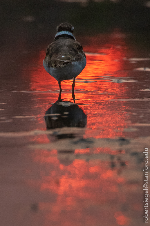 emily renzel wetlands